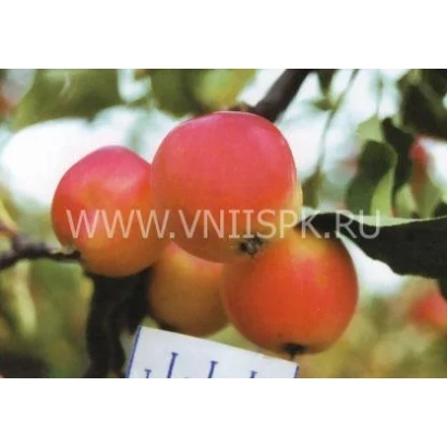 Красные яблоки на ветке с надписью WWW.VNIISPK.RU - Минусинское красное (Минусинка)