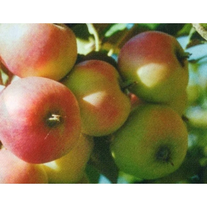 Close-up of apples of the variety Minusinskoe Letnee on a branch