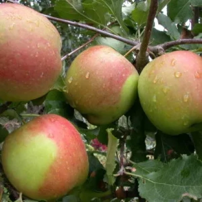 Красно-зелёные яблоки на ветке с каплями воды - Млеевское летнее