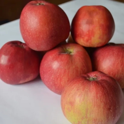 Красные яблоки сорта Млиевчанка осенняя на белой поверхности