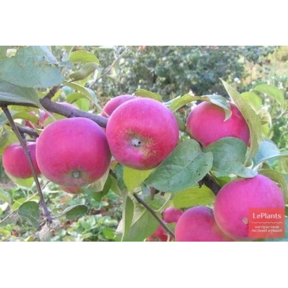 Красные яблоки на ветке - МОСКОВСКОЕ КРАСНОЕ