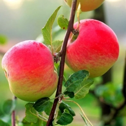 Красные яблоки на ветке яблони - Москвичка