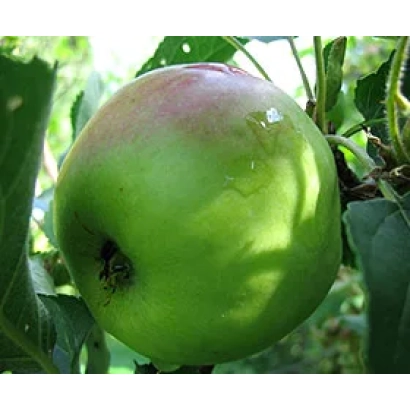 Green Mutsu apple on a branch