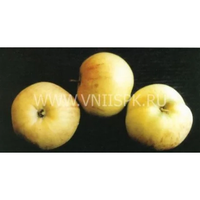 Три яблока сорта Надежда (Таганай) на темном фоне