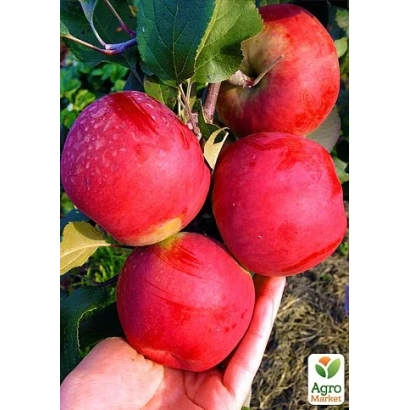 Красные яблоки сорта Настя на ветке с листьями