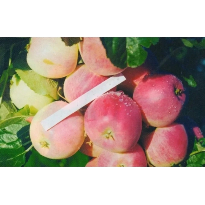 Червоні яблуки сорту Ніженка на гілці з листям