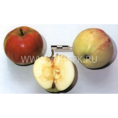 Два яблука та половинка яблука сорту Низькоросле