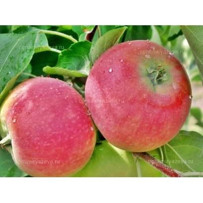 Два червоні яблука на гілці з листям - Новелла