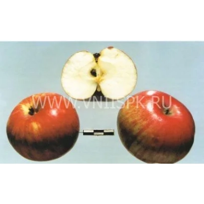 Два червоні яблука та розрізане яблуко на світло-блакитному фоні - Олімпійське