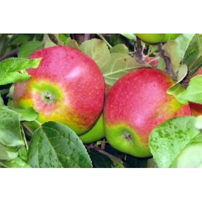 Красные яблоки сорта Оренбургское на ветке с листьями