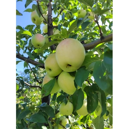 Яблоки на ветвях яблони под синим небом - Оригинал