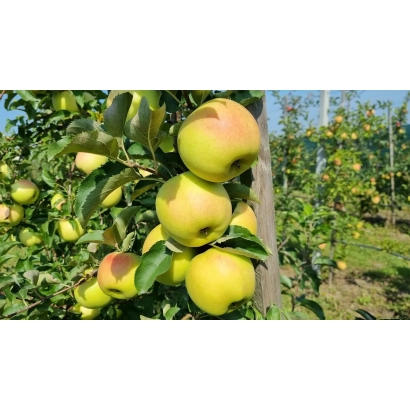 Orion apples on apple tree branches
