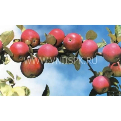 Червоні яблука на гілці під синім небом - Орлик