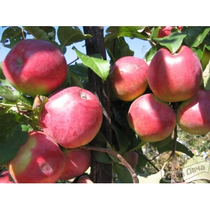 Красные яблоки сорта Орловская заря на ветке