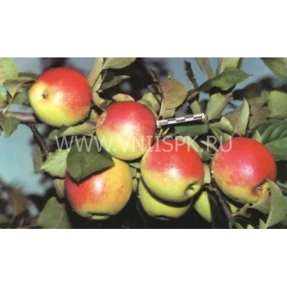 Red apples on a tree branch - Oryol'skoye Pole