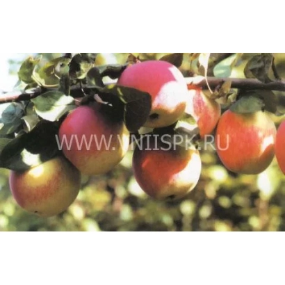 Яблука сорту Орловське смугасте на гілці