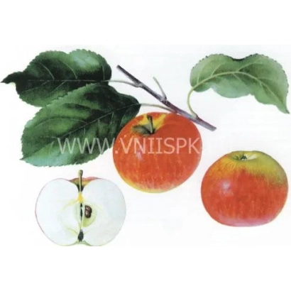 Red apple with leaf and cross-section, no name - Autumn Joy