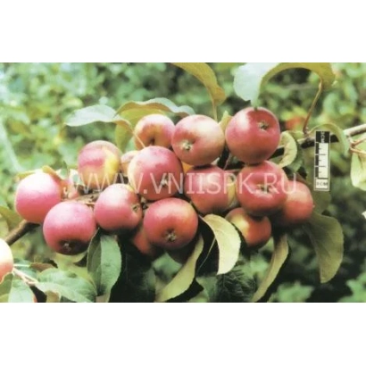 Красные яблоки на ветке, сорт Осенняя радость (Алтая)