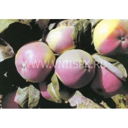 Великі яблуки сорту Останкіно на гілці з листям