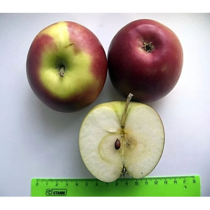 Два яблока и разрезанное яблоко рядом с линейкой - ПАМЯТЬ КЕДРИНА