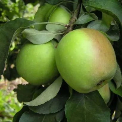 Зеленые яблоки на ветке яблони - ПАМЯТЬ ПОКРОВСКОЙ А.С.