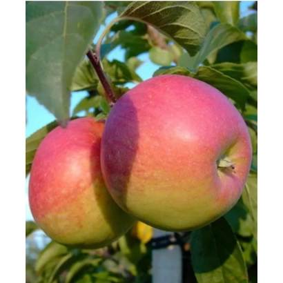 Красные яблоки сорта Память Сюбаровой на ветке