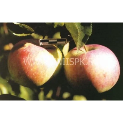 Яблоки сорта Память воину на ветке