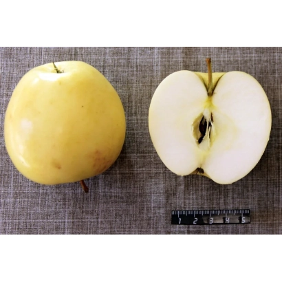 Желтое яблоко с разрезом, показывающим мякоть и сердцевину, рядом линейка для масштаба. - ПАМЯТИ НЕСТЕРОВА