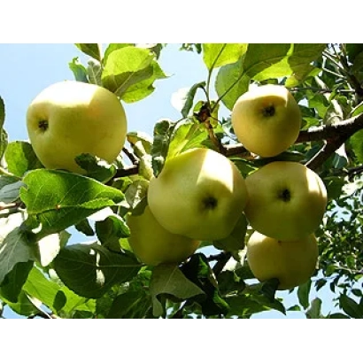Ripe yellow apples on a pear tree branch - Paprika (Alabaster, White Juice, Baltic)