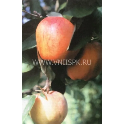 Red apples of the Parment Winter Gold variety on a branch