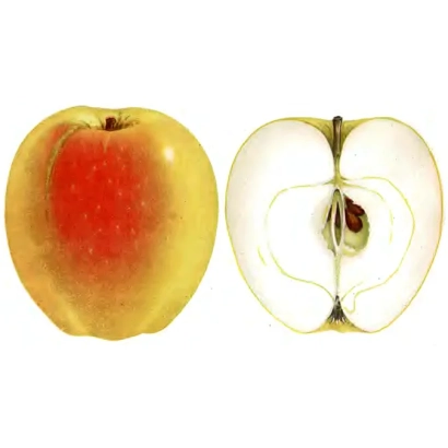 Яблоко Пепин Черненко, разрезанное пополам, показывающее мякоть и сердцевину