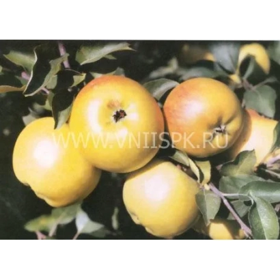 Yellow apples on a branch - Pepin London (Calville Royal, Imperial Calville)