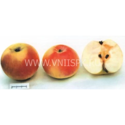 Три яблока сорта Пепинка литовская: два целых и одно разрезанное пополам, показывающее сердцевину. - Пепинка литовская (Глогеровка, Пепинка, Сарепка, Пепин литовский)