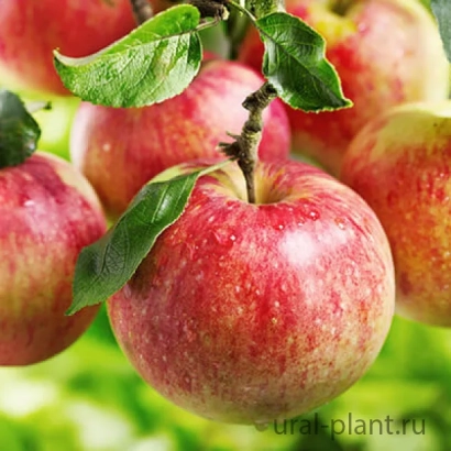 Красные яблоки на ветке с листьями, сорт Первоуральская