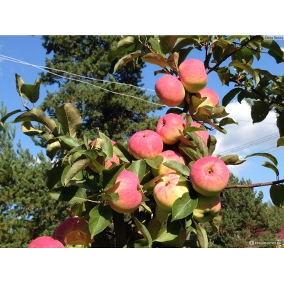 Яблоки на ветке яблони на фоне неба - ПИОНЕР СЕВЕРА