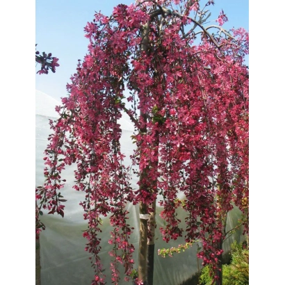 Яблоня плакучая с розовыми цветами на фоне холмов