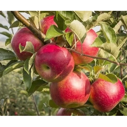 Красные яблоки сорта Пламенне на ветке