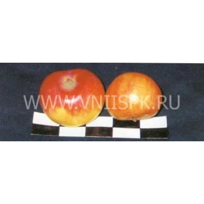 Два яблока сорта Подруга на черно-белой клетчатой подложке.