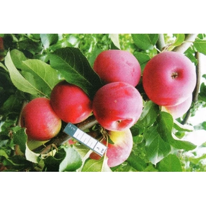 Червоні яблука на гілці з зеленими листками - ВКЛАННЯ ШУКШИНУ