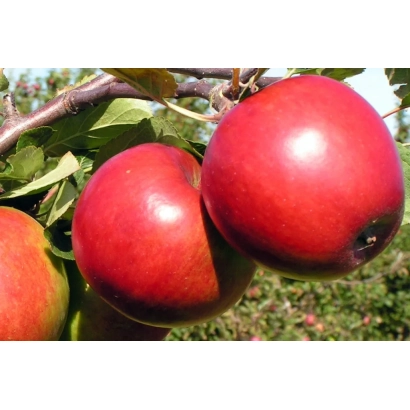 Червоні яблука на гілці - ПОСПІХ