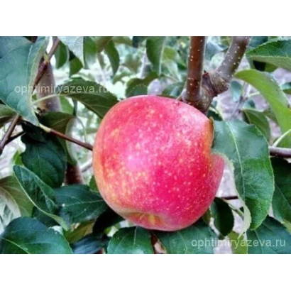 Красное яблоко на ветке яблони - Престиж