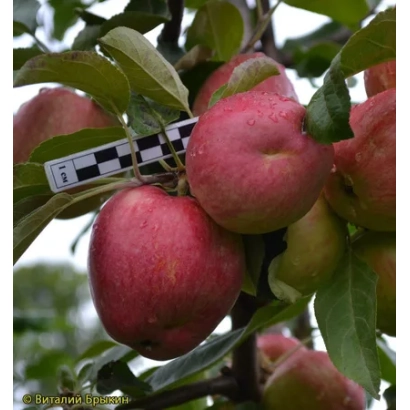 Червоні яблука на гілці з етикеткою - ПРИИСКОВСКЕ