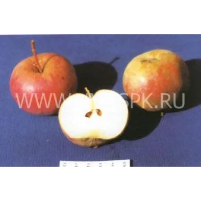 Red apples of the Primorsky variety on a blue background
