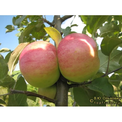 Два красных яблока на ветке яблони под солнцем - РАДОСТЬ НАДЕЖДЫ