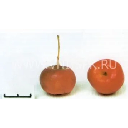 Два плода ранетки пурпуровой на белом фоне - Ранетка пурпуровая