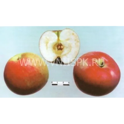 Красное яблоко с разрезом, показывающим сердцевину - Раннее алое