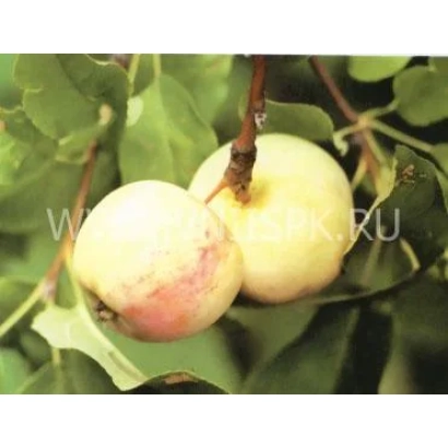 Яблоки сорта Раннее Болоняева на ветке