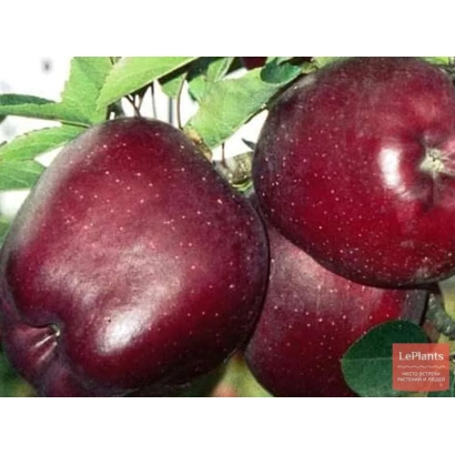 Крупные темно-красные яблоки сорта Реа Кадис на ветке