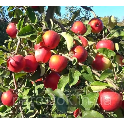 Красные яблоки на ветвях яблони - Реколор