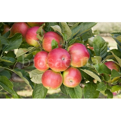 Красные яблоки на ветке яблони - РЕД АЙДАРЕД